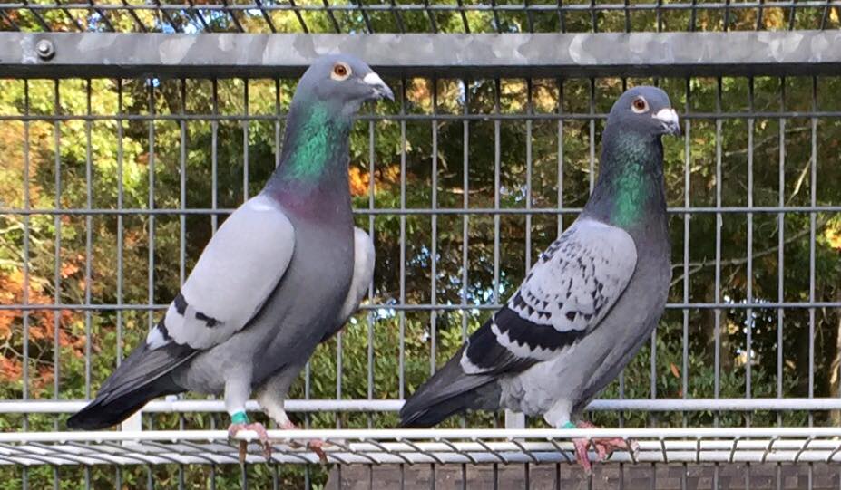 racing-pigeons-healthy